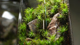 金髮苔|Polytrichum
